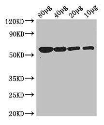 glpK Antibody