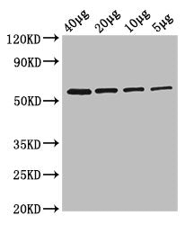 glpK Antibody, Biotin conjugated