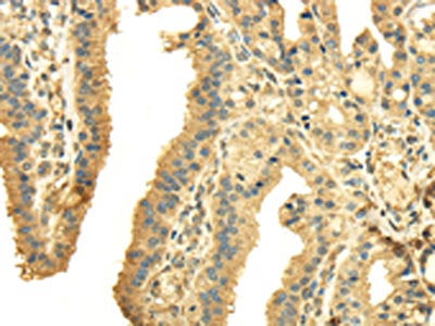 PTGS2 Antibody