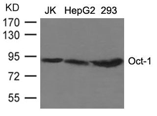 POU2F1 Antibody