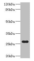 fre Antibody