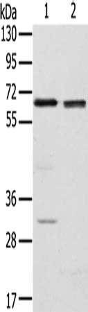 RBBP5 Antibody