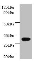 rbsK Antibody
