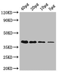 rbsK Antibody, HRP conjugated
