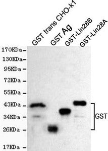 GST Antibody