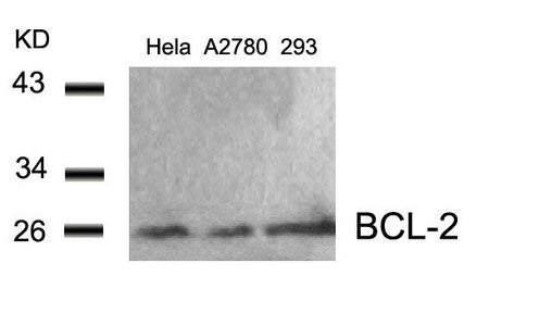 BCL2 (Ab-56) Antibody