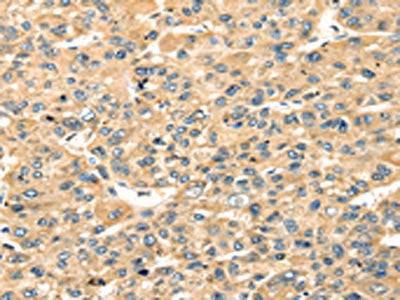 STX18 Antibody