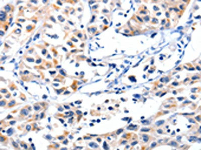 FBLN5 Antibody