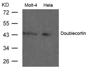 DCX Antibody