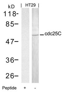CDC25C (Ab-216) Antibody