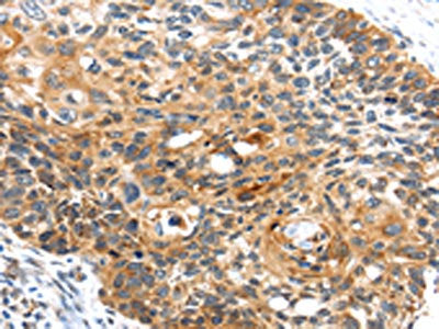 CENPM Antibody