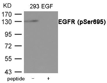 Phospho-EGFR (Ser695) Antibody