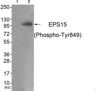 Phospho-EPS15 (Tyr849) Antibody