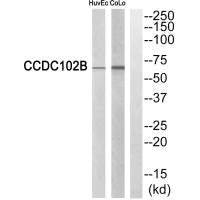 CCDC102B Antibody