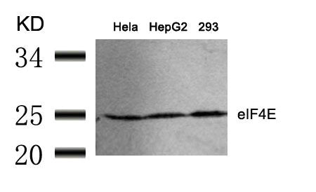 EIF4E (Ab-209) Antibody