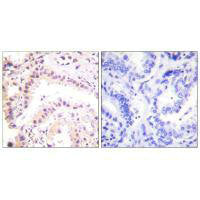 CUL2 Antibody