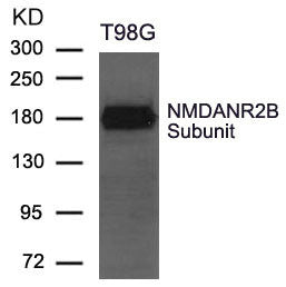 Grin2b Antibody
