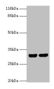 HLA-DRB1 Antibody
