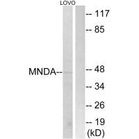 MNDA Antibody