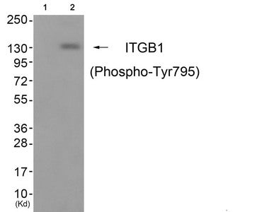 Phospho-ITGB1 (Tyr795) Antibody