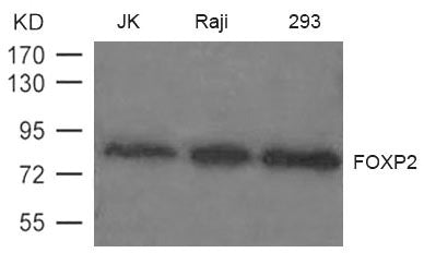 FOXP2 Antibody