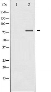 PRKCD Antibody