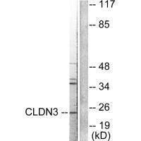 CLDN3 Antibody
