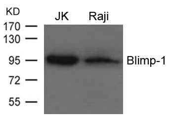 PRDM1 Antibody