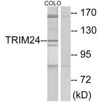 TRIM24 Antibody