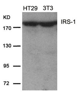 IRS1 (Ab-639) Antibody