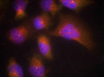 Phospho-NTRK2 (Tyr515) Antibody
