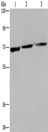 KLHL1 Antibody