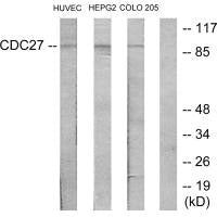 CDC27 Antibody
