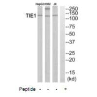 TIE1 Antibody