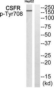 Phospho-CSF1R (Tyr708) Antibody