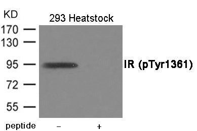 Phospho-INSR (Tyr1361) Antibody