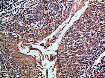 CD24 Antibody