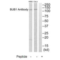 BUB1 Antibody