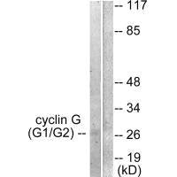 CCNG1 Antibody