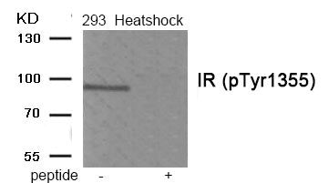 Phospho-INSR (Tyr1355) Antibody