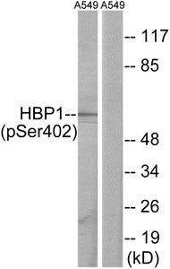 Phospho-HBP1 (Ser402) Antibody