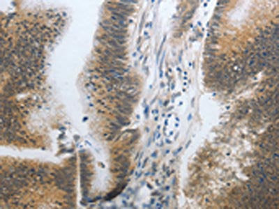 CST3 Antibody
