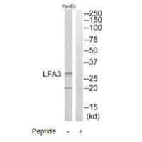 CD58 Antibody