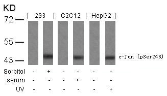 Phospho-JUN (Ser243) Antibody