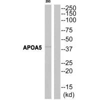 APOA5 Antibody
