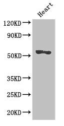 SRGAP2B Antibody