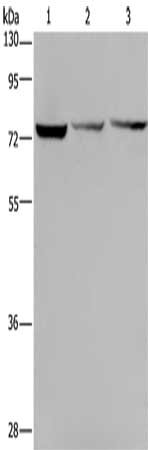KLHL9 Antibody