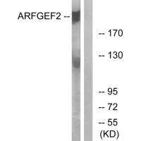 ARFGEF2 Antibody