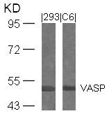 VASP (Ab-239) Antibody