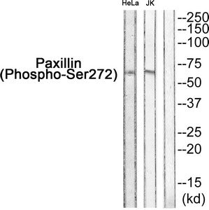 Phospho-PXN (Ser272) Antibody